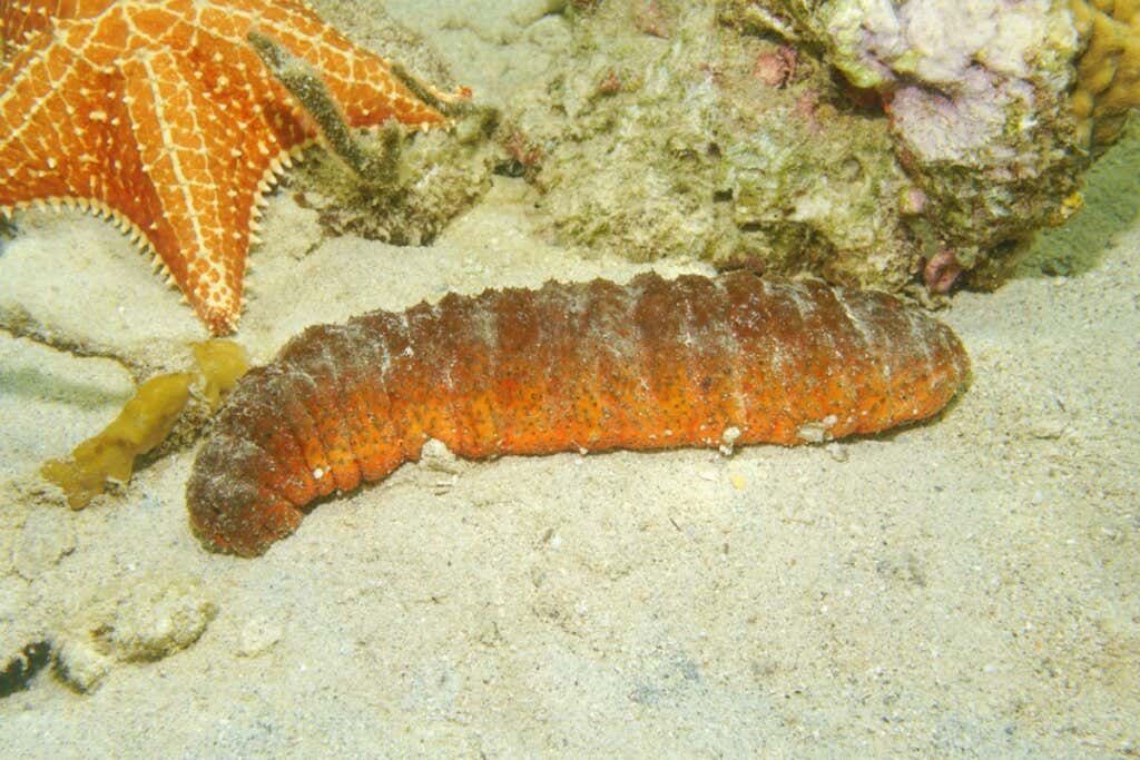 10 Curiosities About the Sea Cucumber