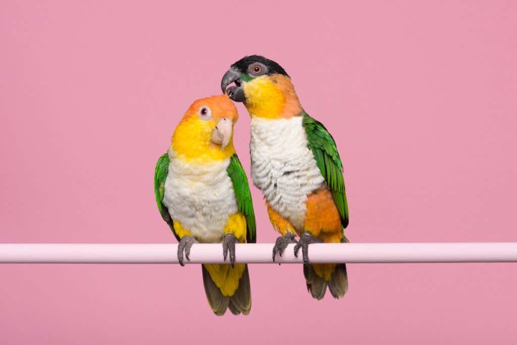 Differences Between Male and Female Parrots