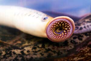 Another example of scaleless fish: the lamprey.