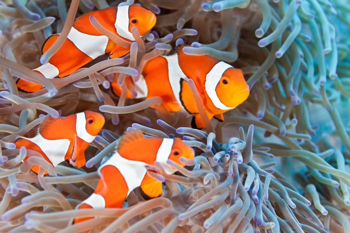 A group of clown fish on an anemone.